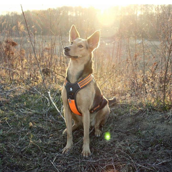 Reflective Heavy Duty Harness Orange XL - Harrogates