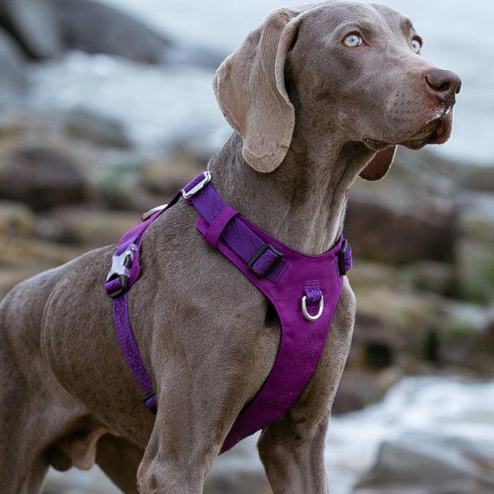 Lightweight Harness Purple L - Harrogates