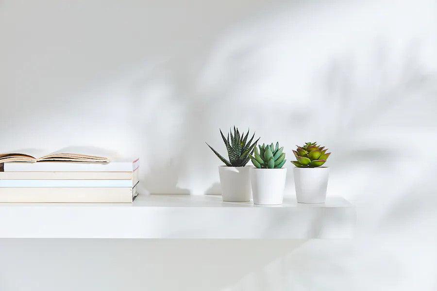 3 Pack of Artificial Succulent Potted Plants in White Plastic 6cm Pot Interior Decoration - Harrogates