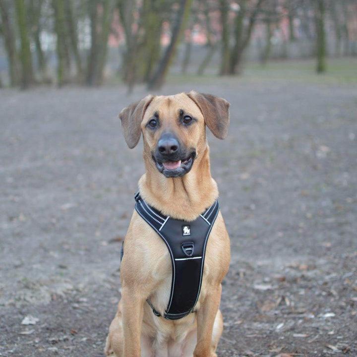Reflective Heavy Duty Harness Black S - Harrogates