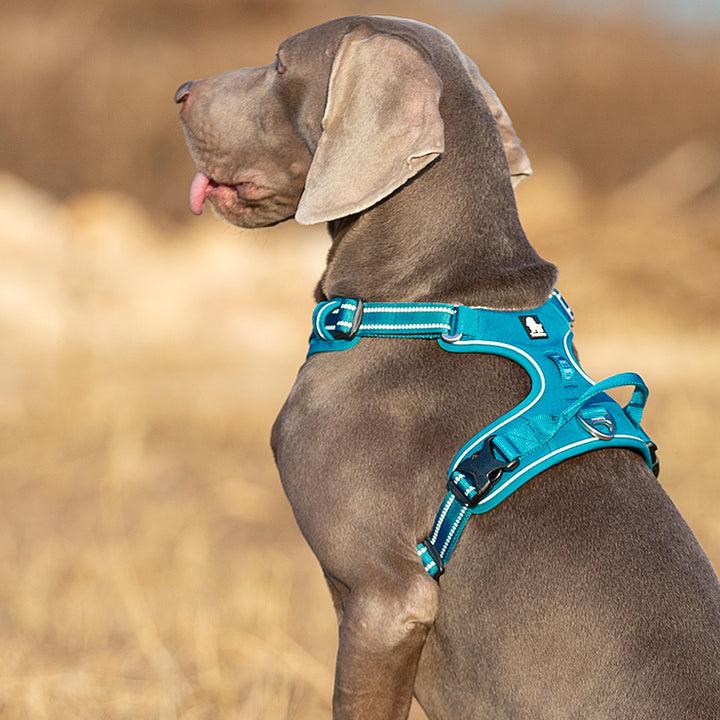 No Pull Harness Blue M - Harrogates