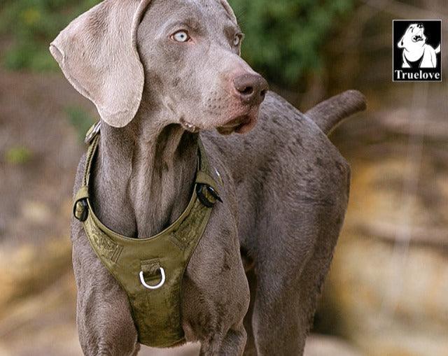 Lightweight Harness Army Green M - Harrogates