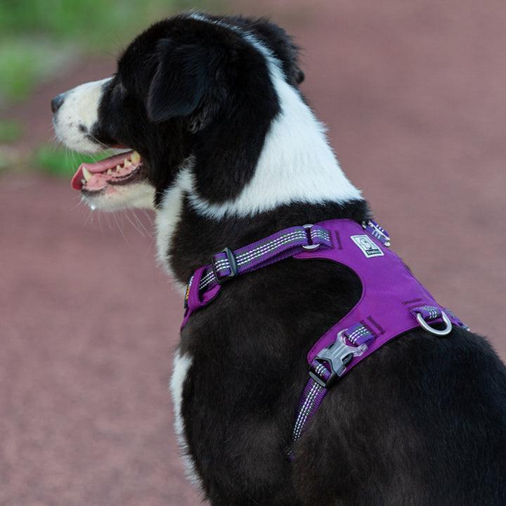 Lightweight 3M reflective Harness Purple M - Harrogates