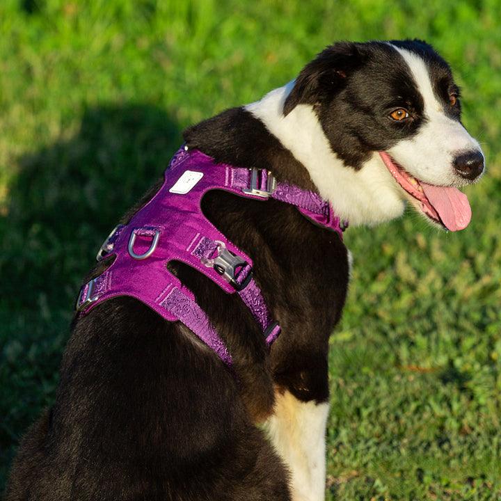Whinhyepet Harness Purple XS - Harrogates