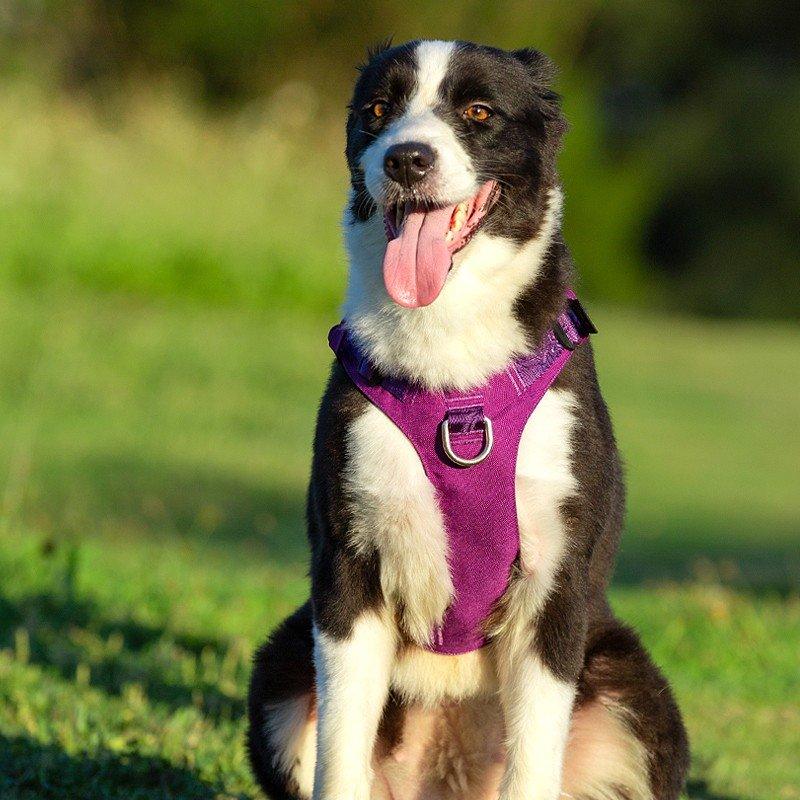 Whinhyepet Harness Black XS - Harrogates