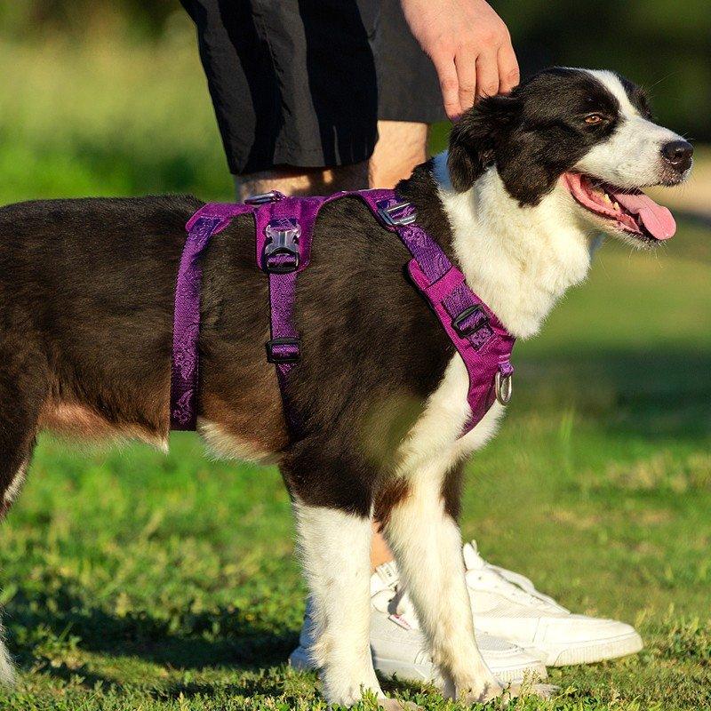 Whinhyepet Harness Black XS - Harrogates