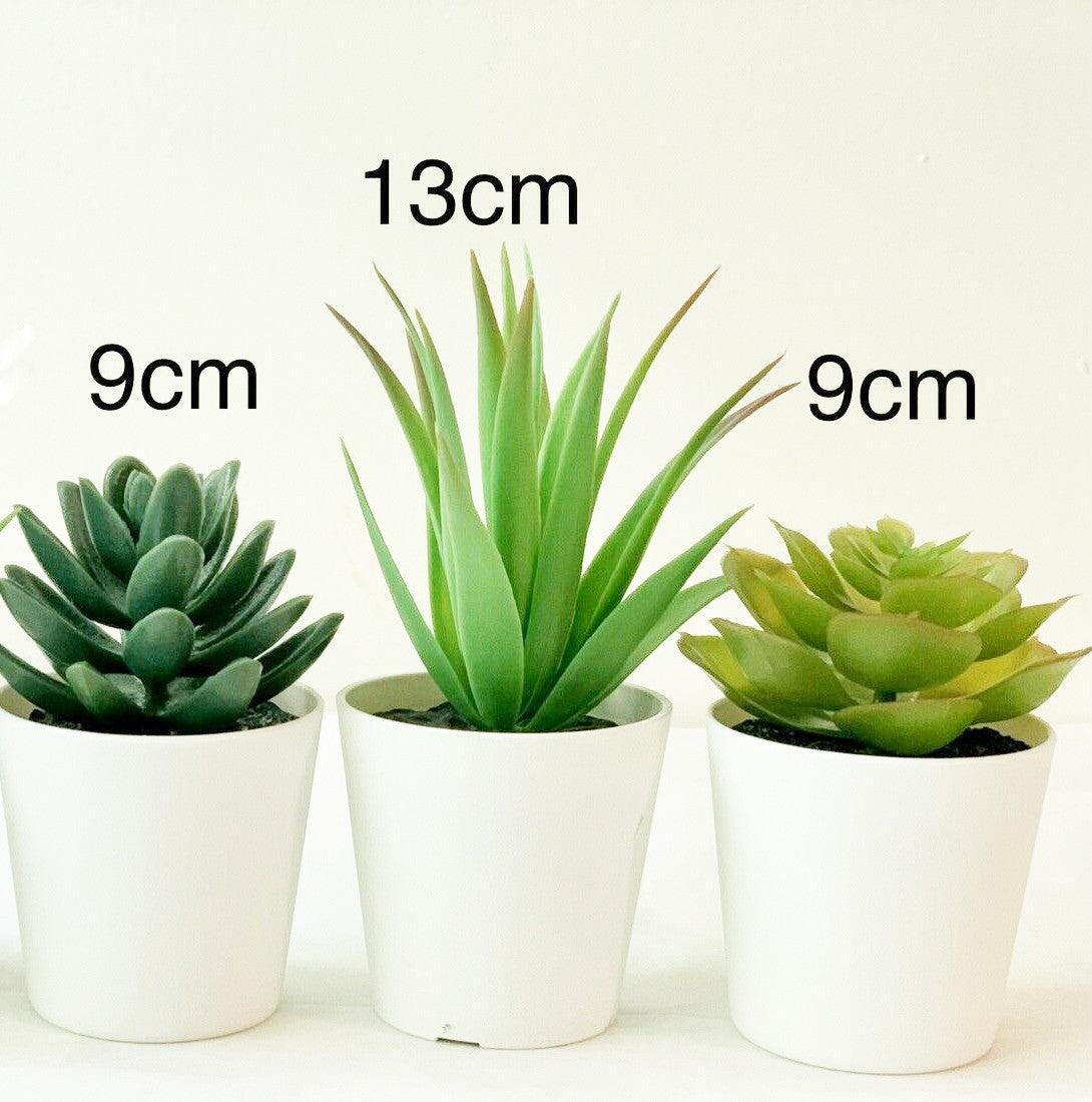 3 Pack of Artificial Succulent Potted Plants in White Plastic 6cm Pot Interior Decoration - Harrogates